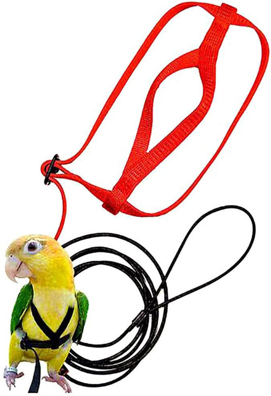 Parrot Flying With Flying Rope And Bird Harness