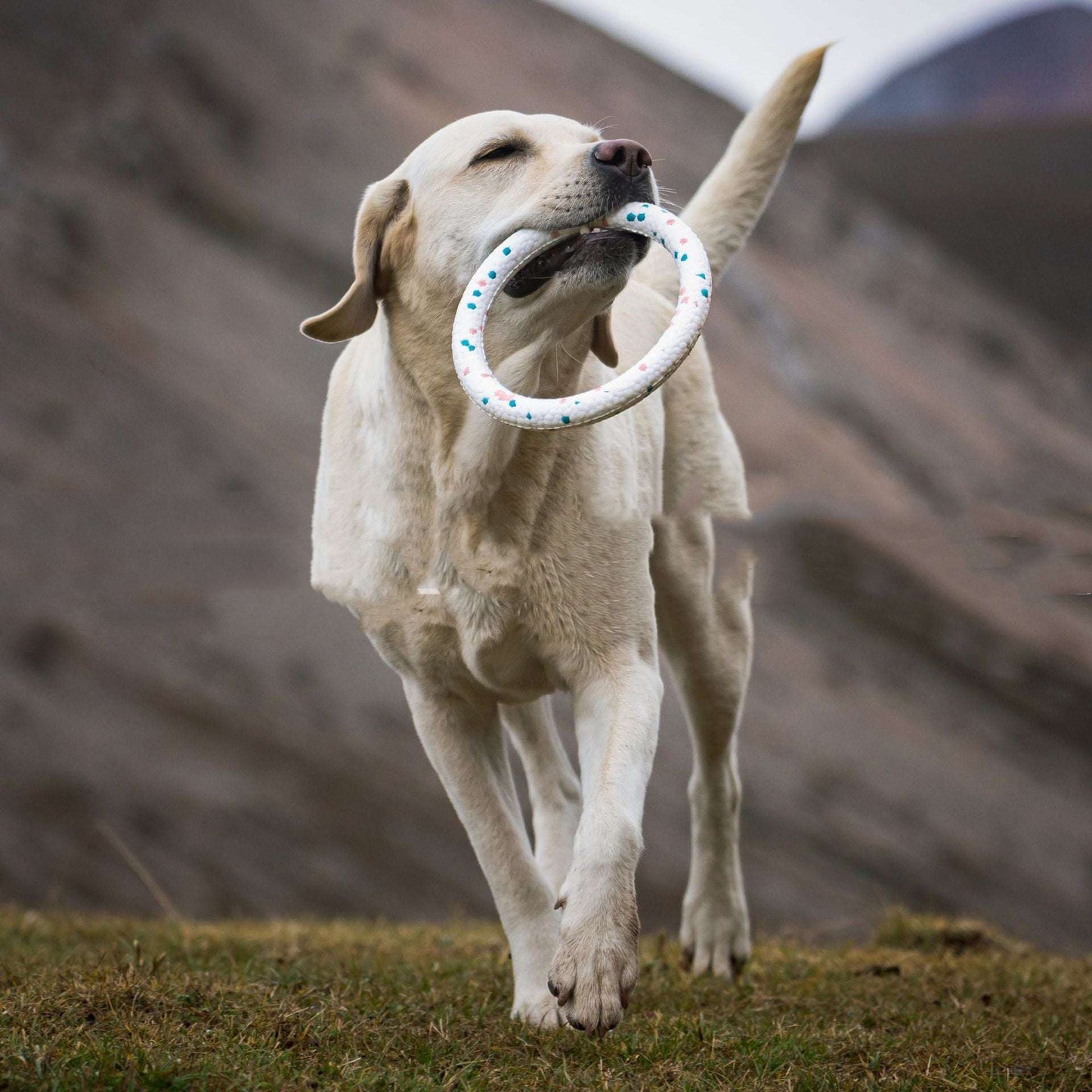 Bite-resistant Teeth Chewing Pet Supplies Toy Bite Ring Series