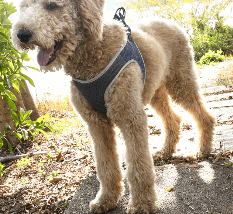 Dog Leash Vest Pet Harness Bullfight