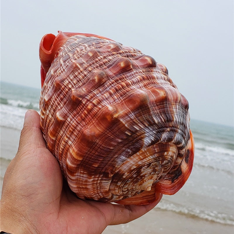 Natural Super Large Wanbao Snail French Snail Large Conch Landscaping