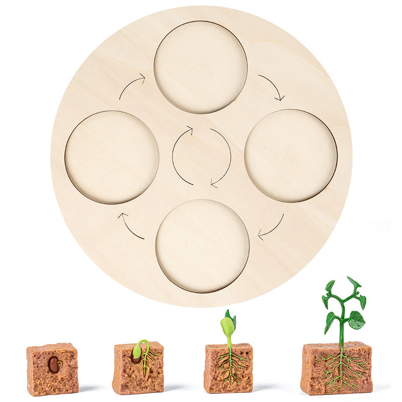 Montessori Growth Cycle Board Cycle Deduction Teaching Aids Tray Wooden